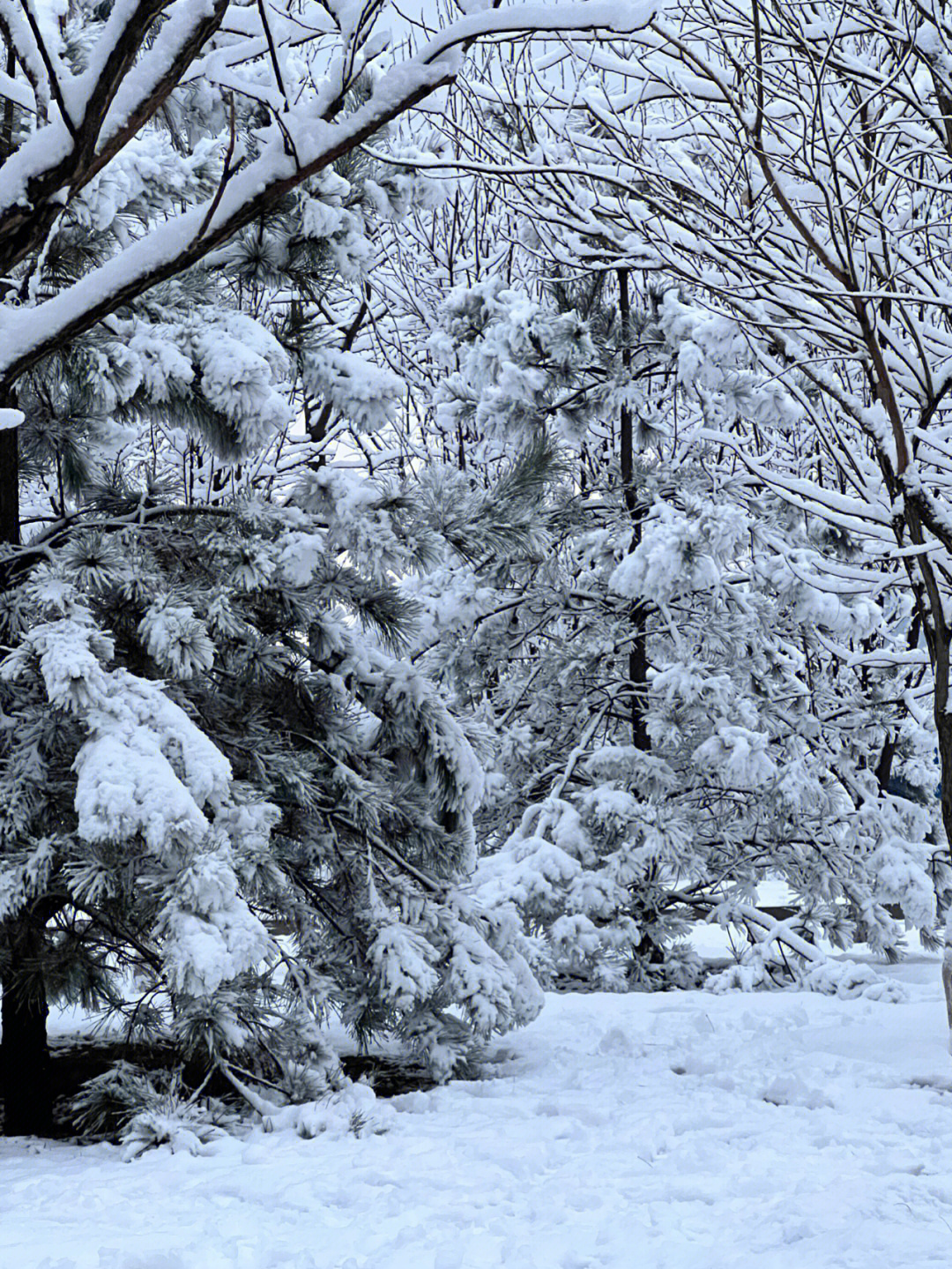 关于北京的雪