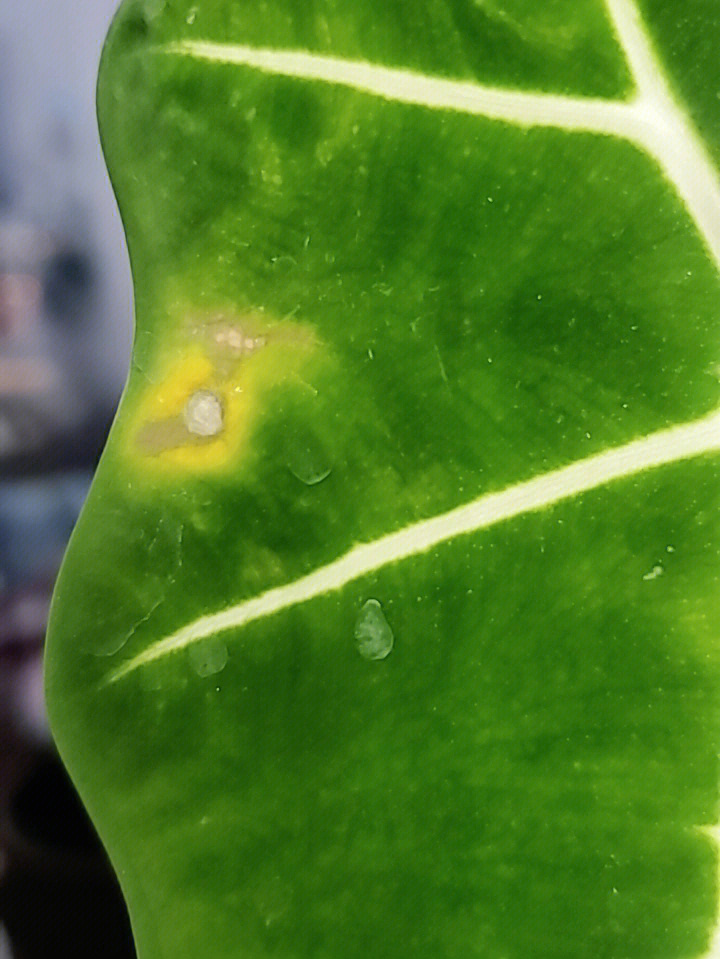 绿天鹅绒海芋黄斑图片