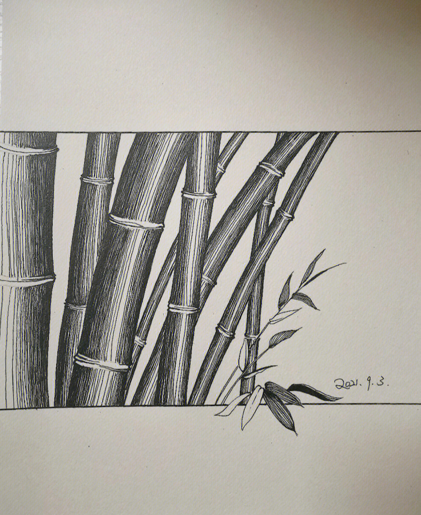 黑白线条竹子