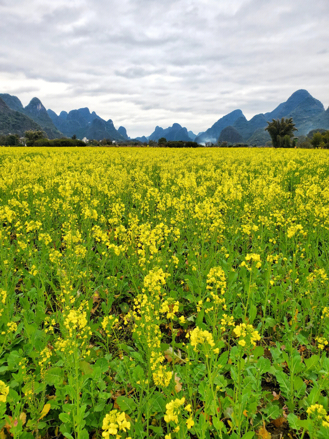 阳朔遇龙河油菜花图片