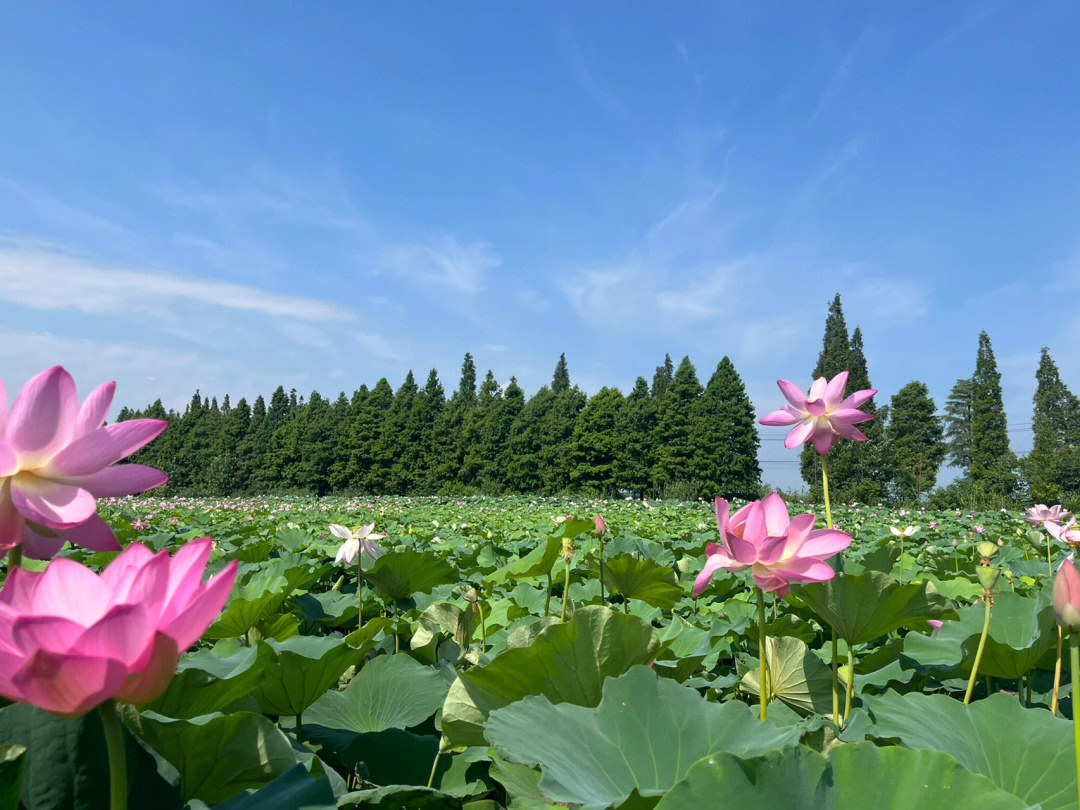 遂宁河沙镇十里荷花图片