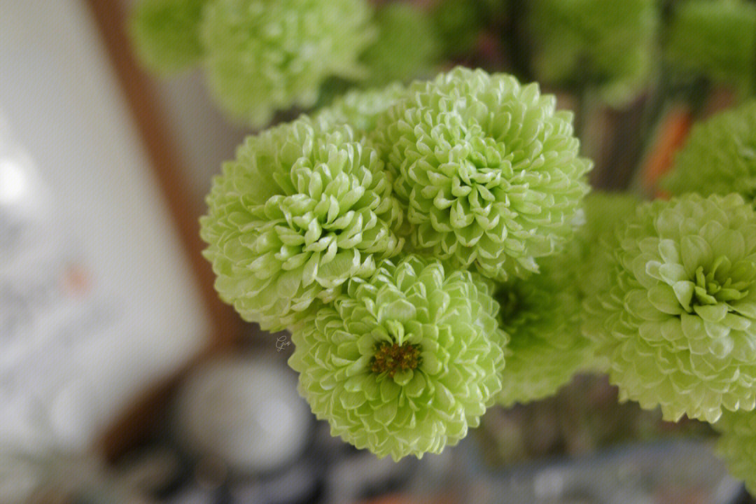 斑纹小菊的花语图片