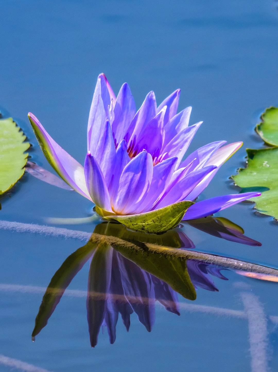 紫睡莲最美的照片图片