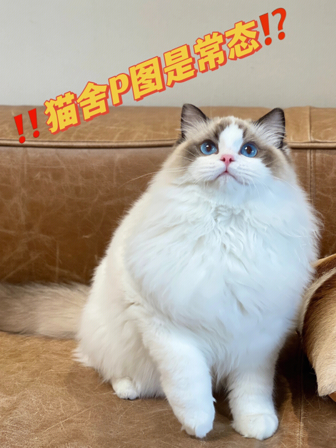 破败王猫咪p图图片