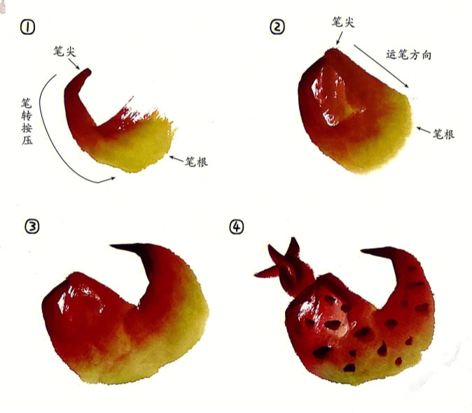 石榴水彩画教程图片