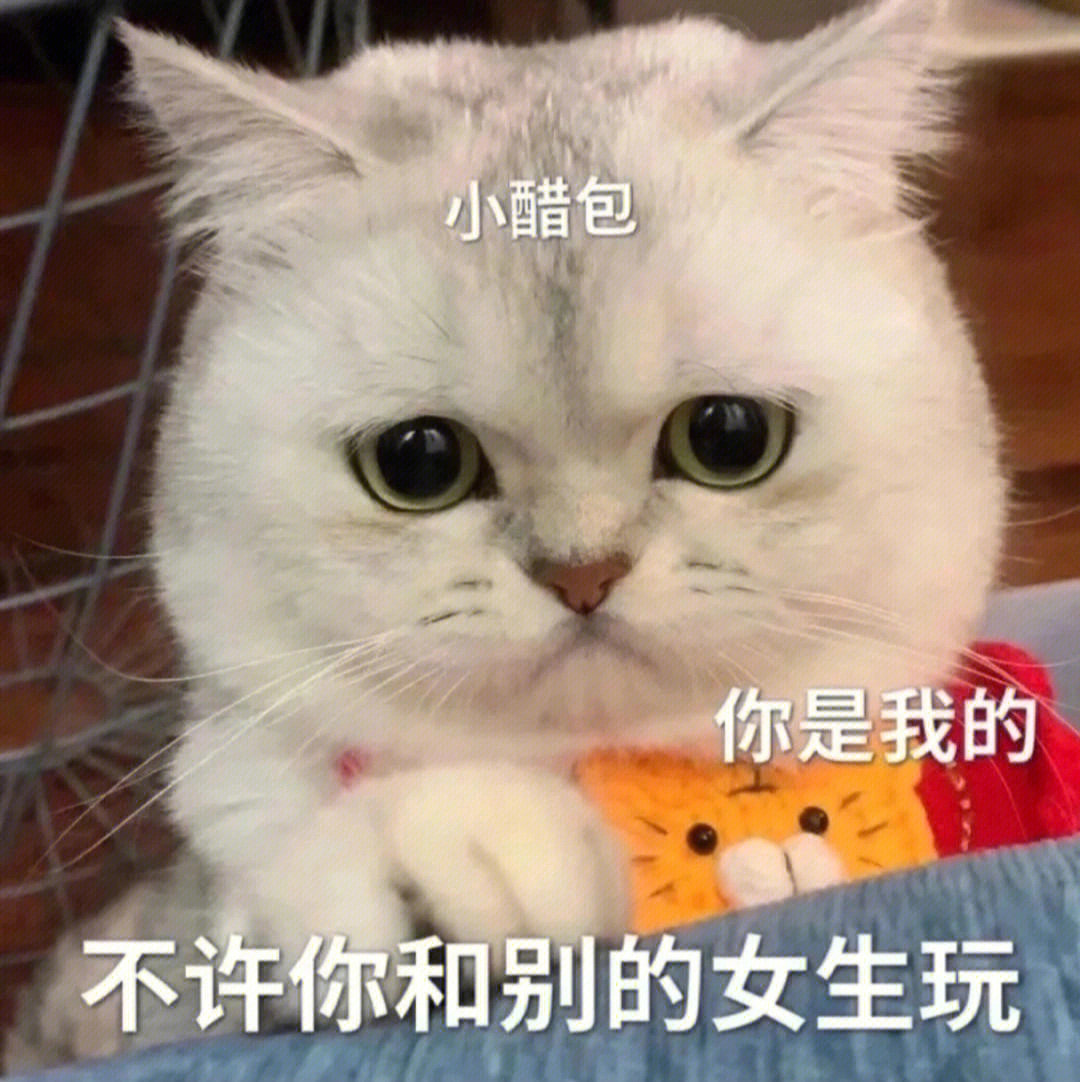 委屈巴巴猫咪表情包