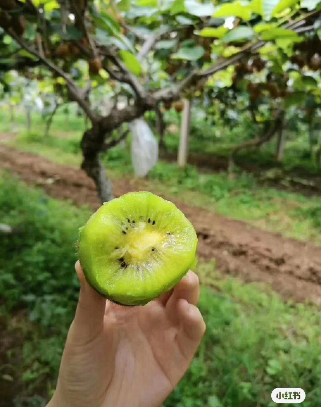 眉县徐香猕猴桃