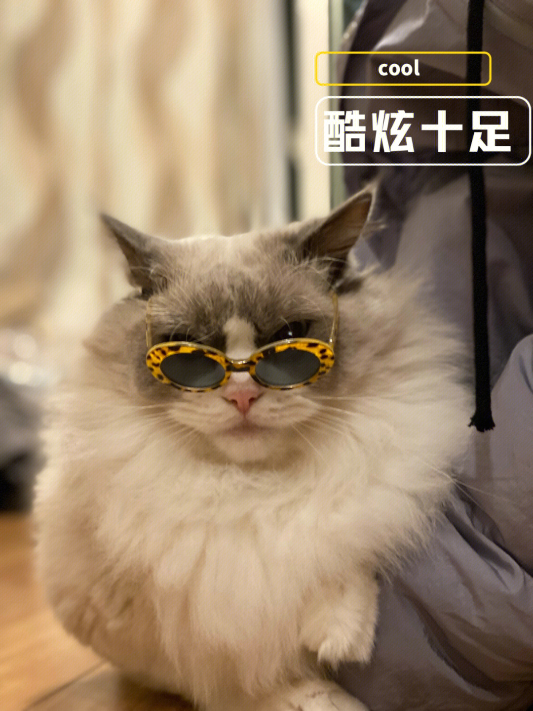 戴墨镜的布偶猫超酷馒头
