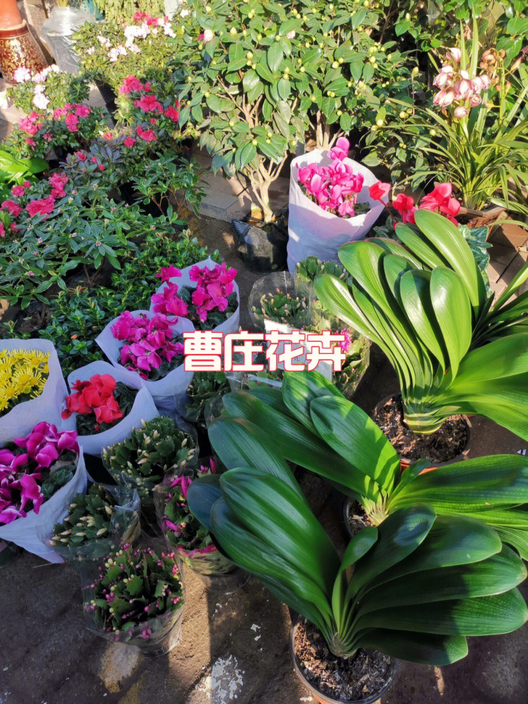 天津最大花卉市场图片