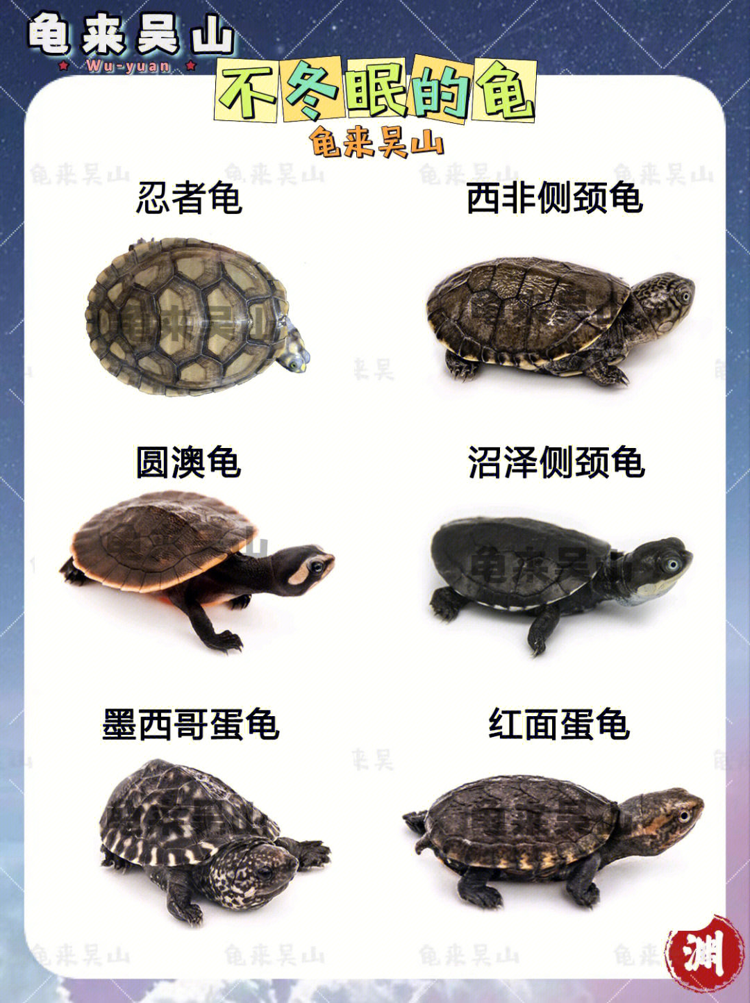 冷水龟品种大全图片