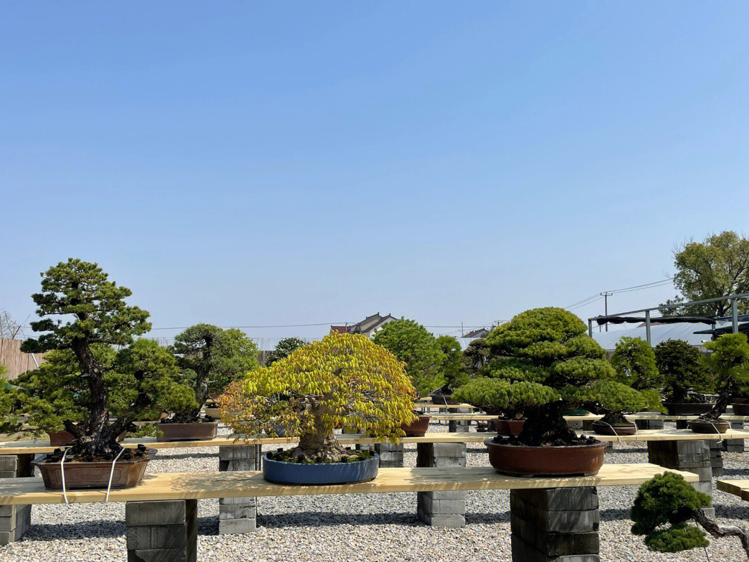 太白山盆景园图片