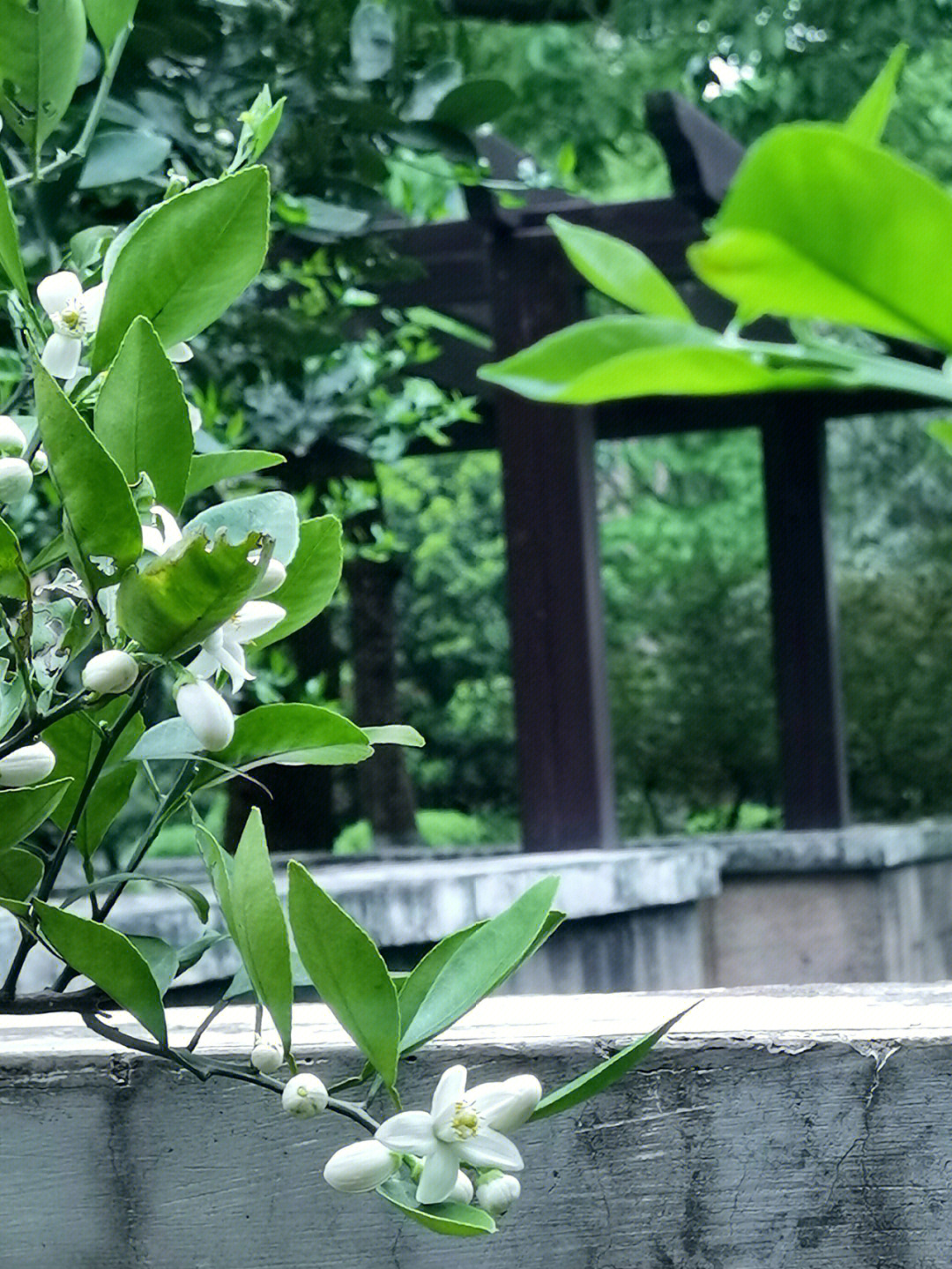 好喜欢柚子花的香气,祖玛珑橙花还是不够清爽,摘了一些挂衣柜留香可久