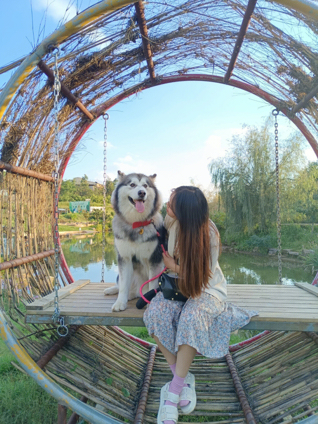 不小心把茶杯犬踩死了图片