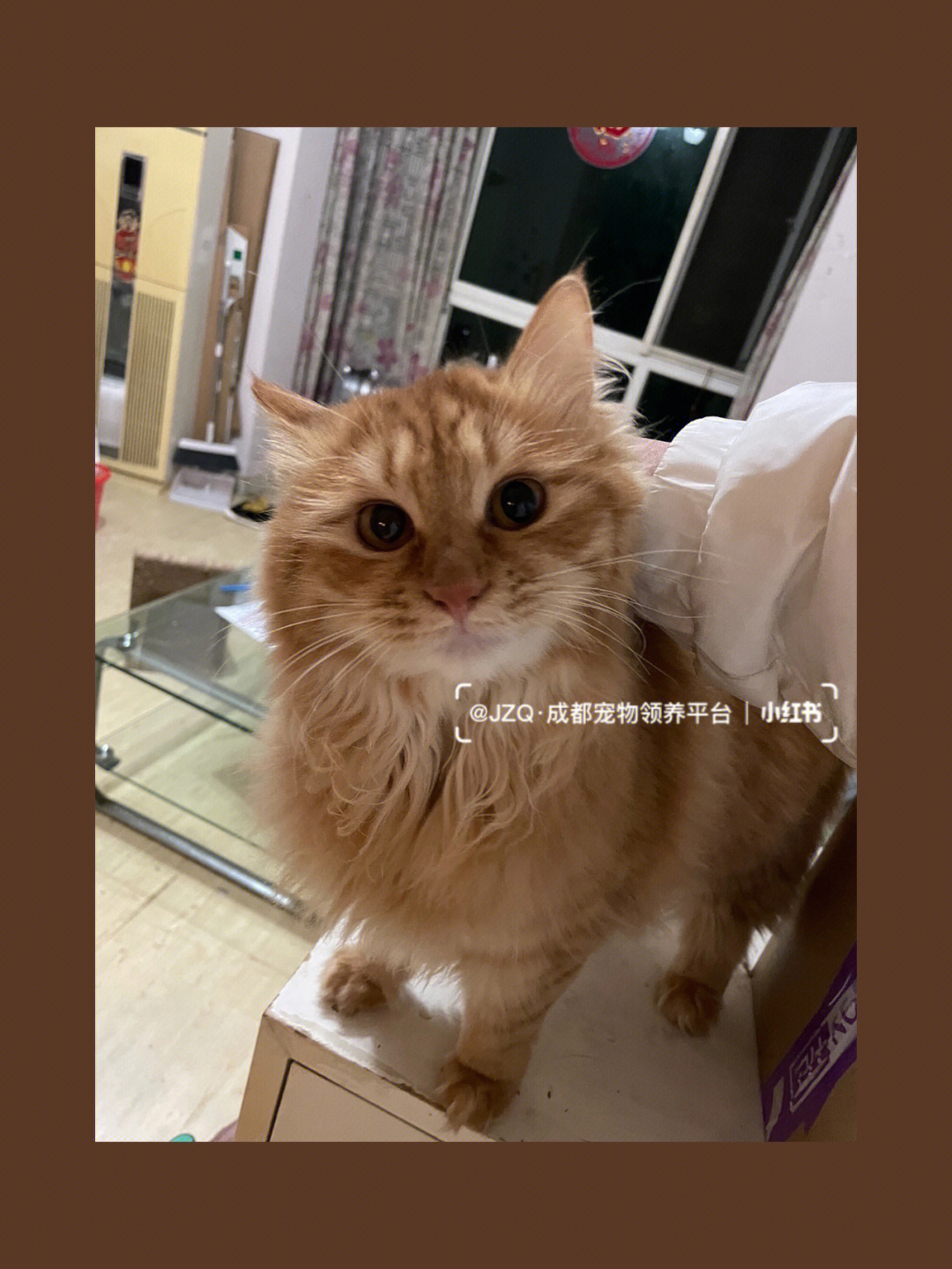 长毛橘猫价钱图片