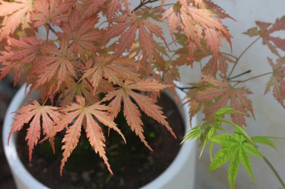 枫树品种介绍二女神