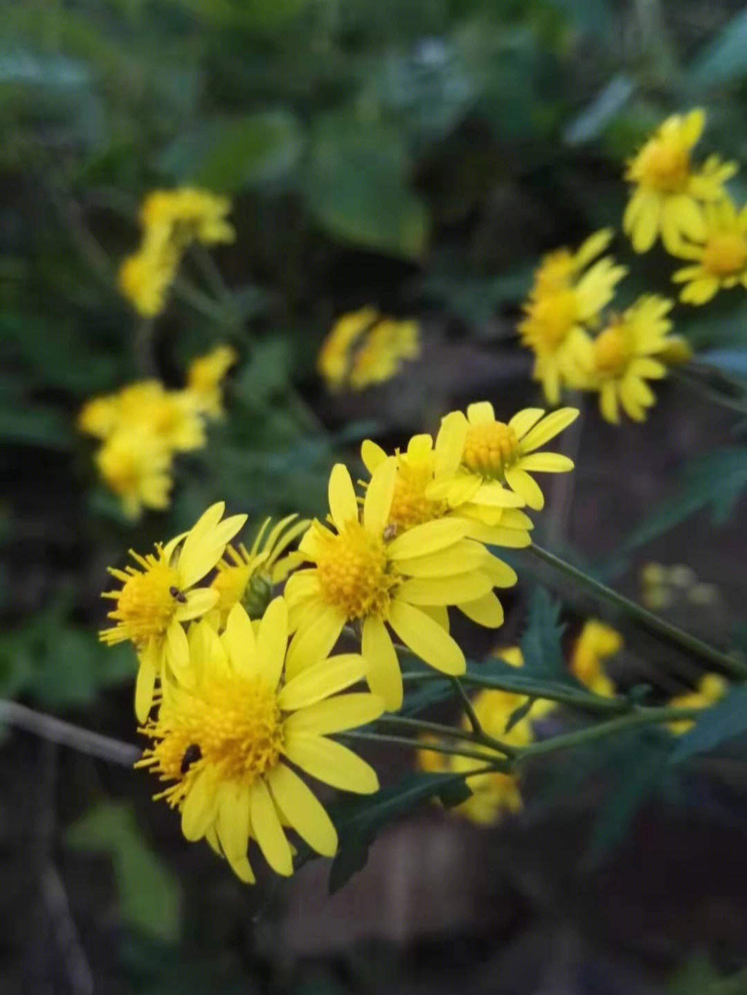 野菊花菊花茶自然风花园植物山林花园