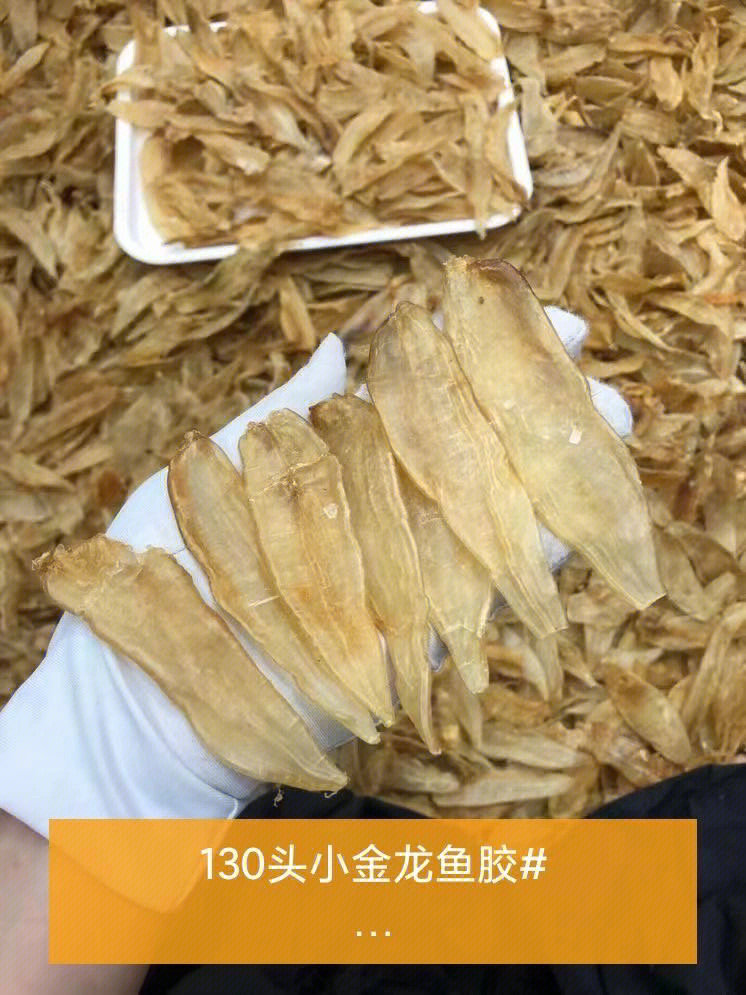 130头小金龙鱼胶