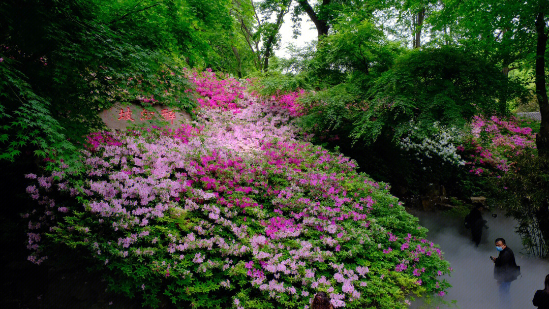 宜兴杜鹃花基地图片