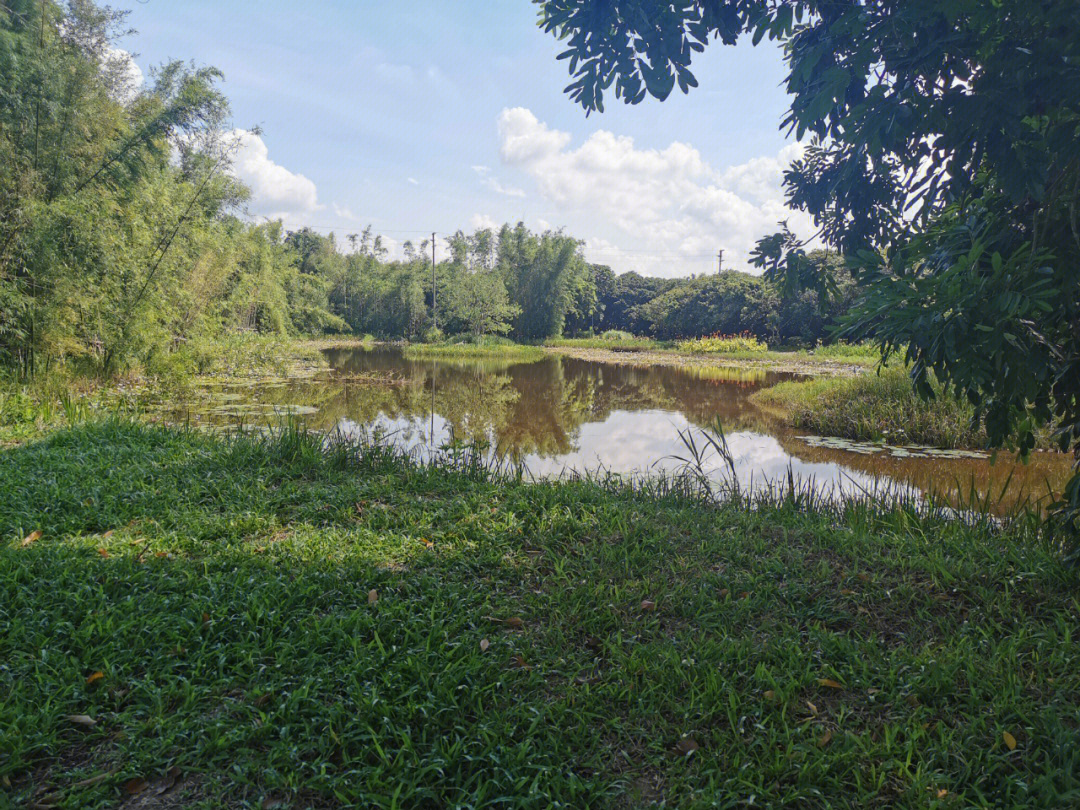 流溪河夏湾拿湿地公园图片