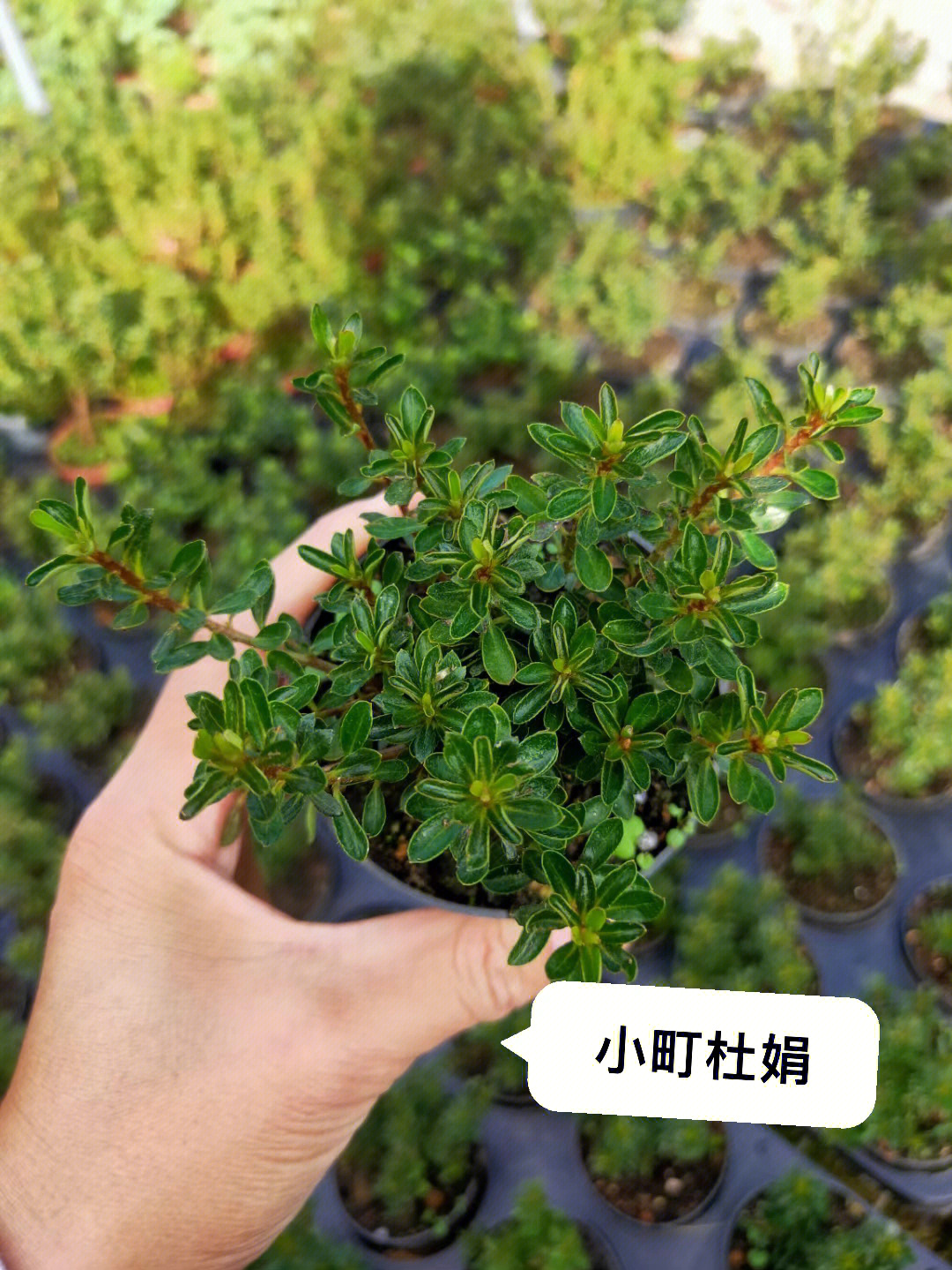 微景观植物早乙女杜鹃小町杜娟