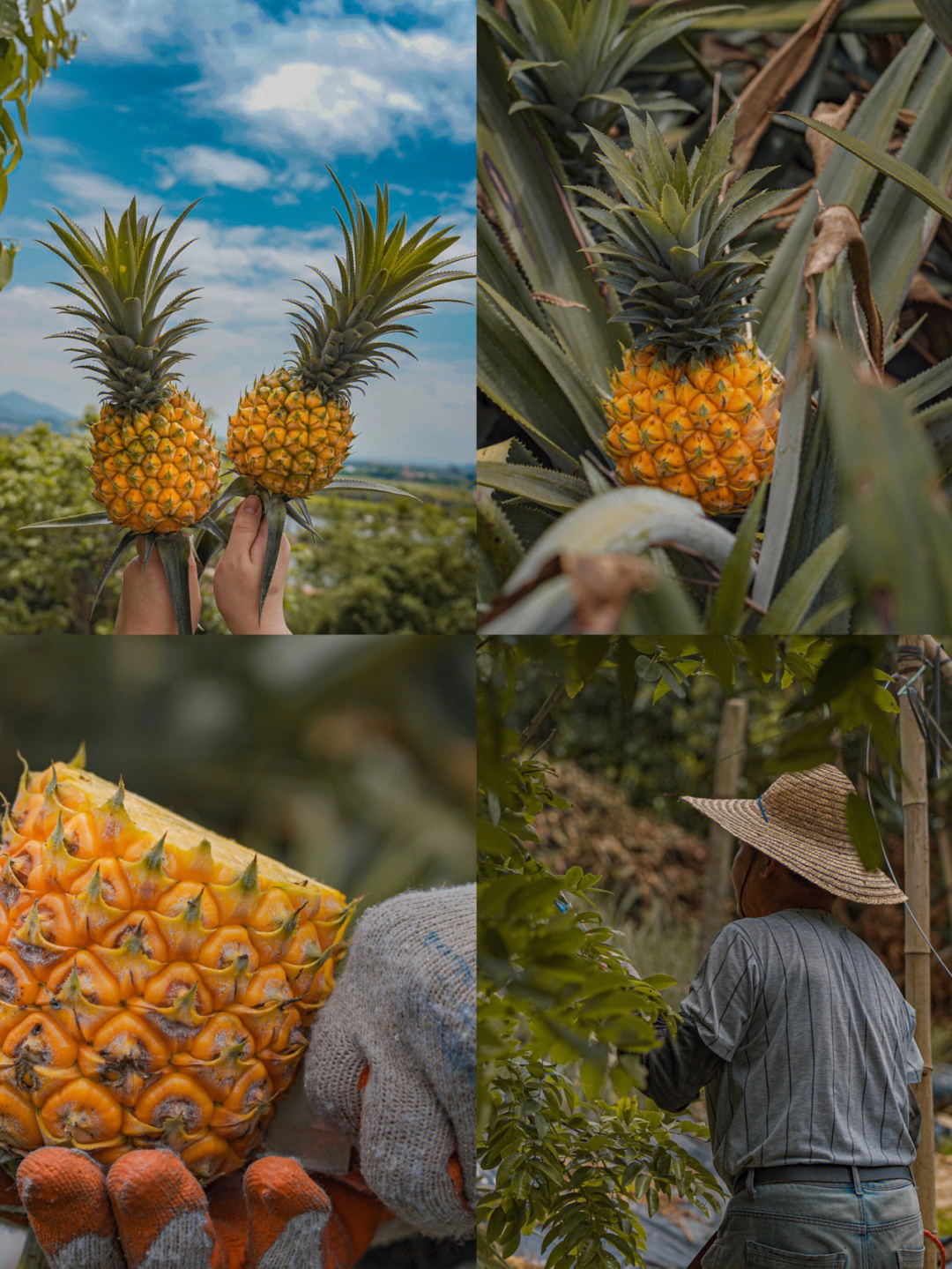 神湾菠萝是我吃过最好吃的菠萝