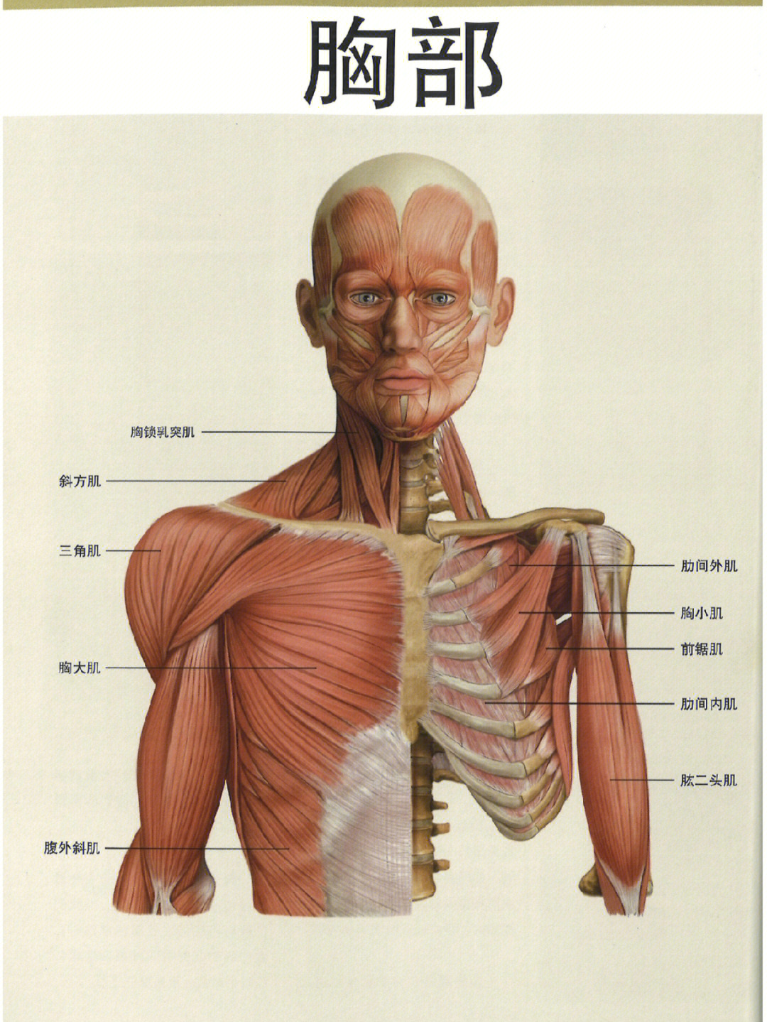 人体肌肉构造图示说明图片