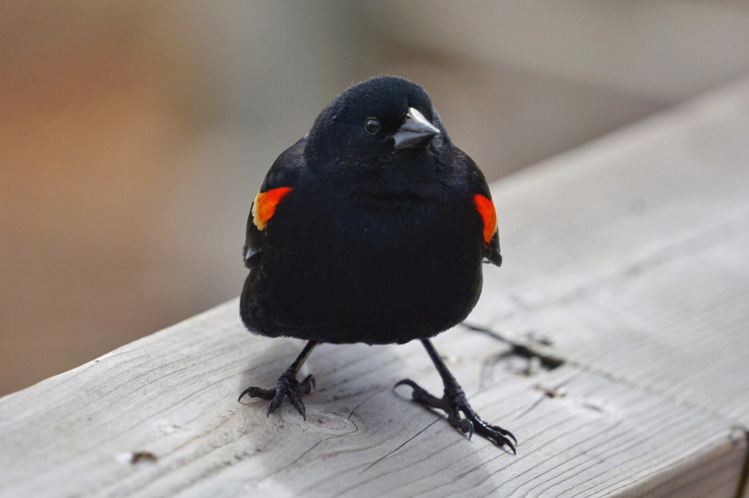 红翅黑鹂(red-winged blackbird)回到了南安省的湿地森林黑色的是公鸟