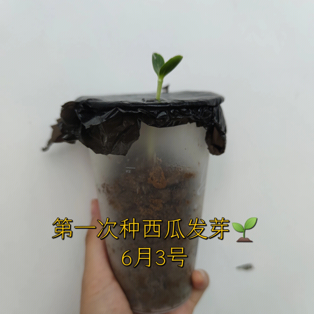 种西瓜好简单啊,随便种种都发芽了可惜大三了估计是吃不到西瓜了91