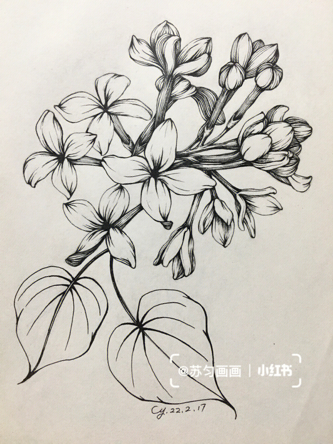 丁香花怎么画简笔画图片