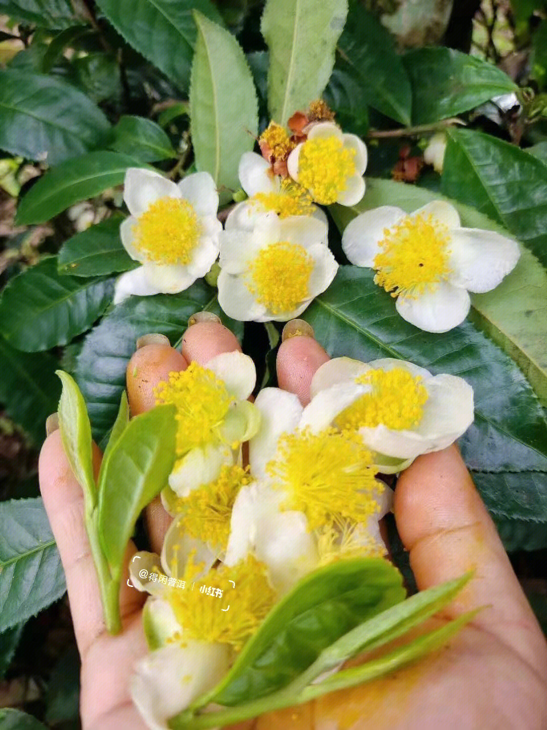 茶树有花花开年年