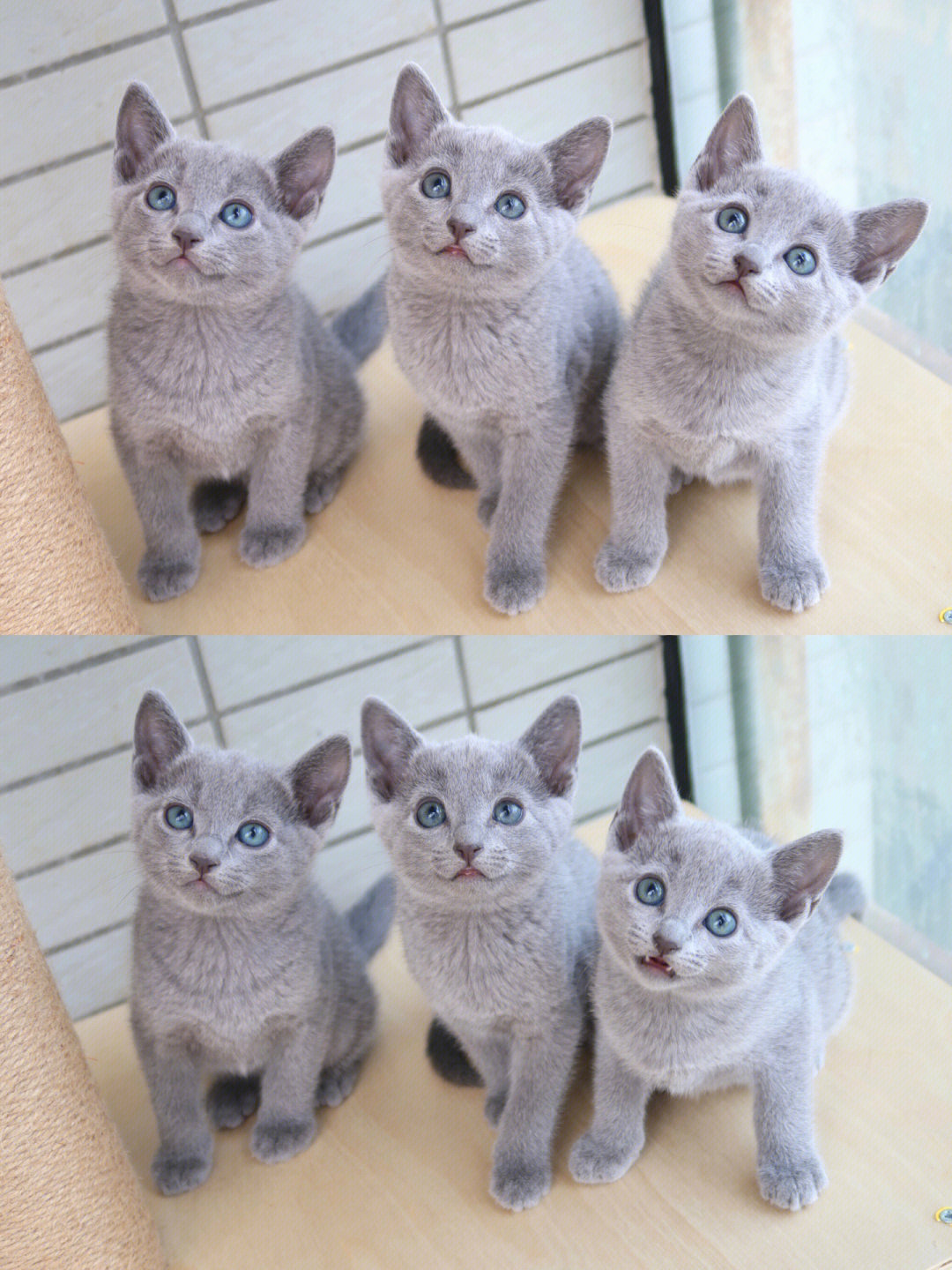 一个多月大的俄罗斯蓝猫好可爱哦