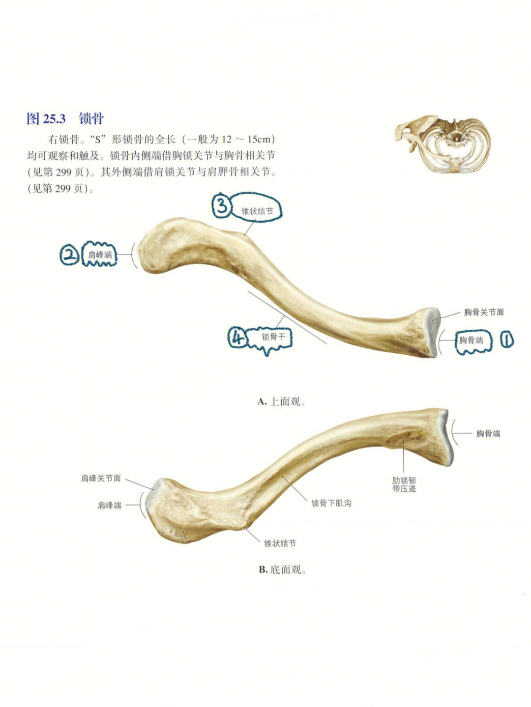 锁骨解剖图 手绘图片