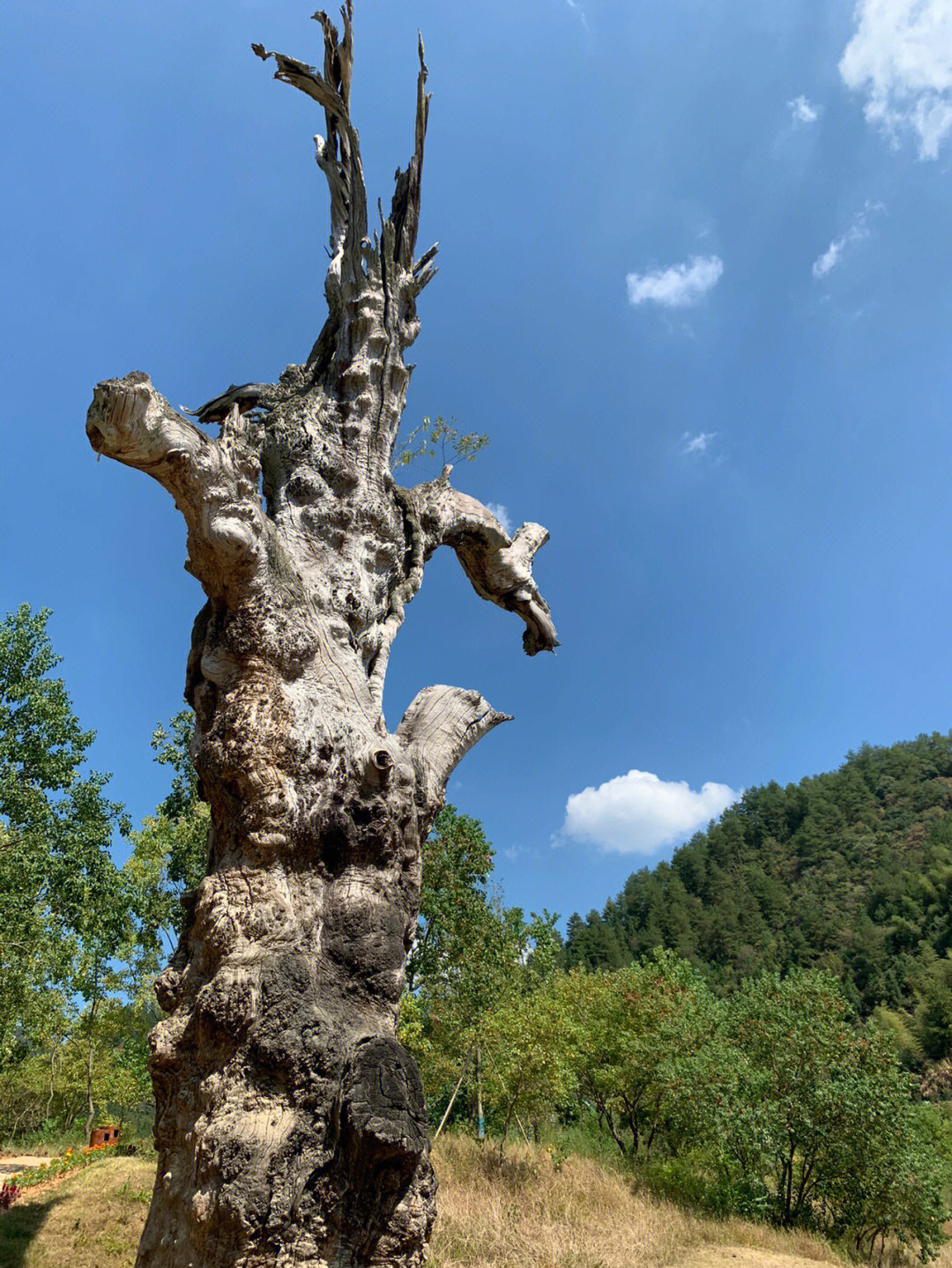 黄山丰乐湖景区门票图片