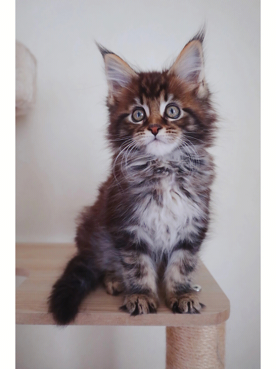缅因猫幼猫图片三个月图片