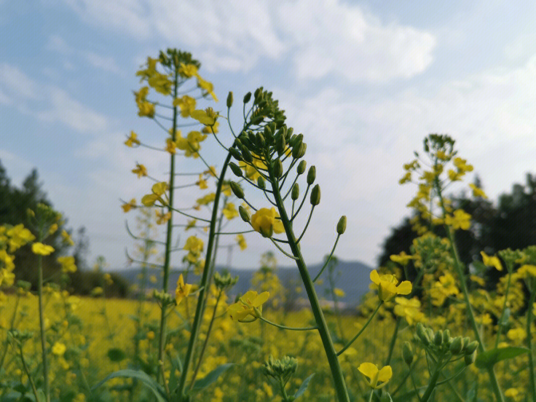 春天的油菜花