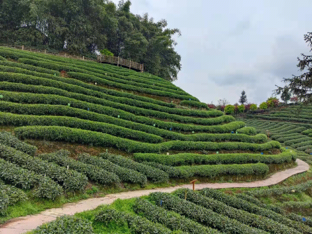 牛碾坪茶叶图片