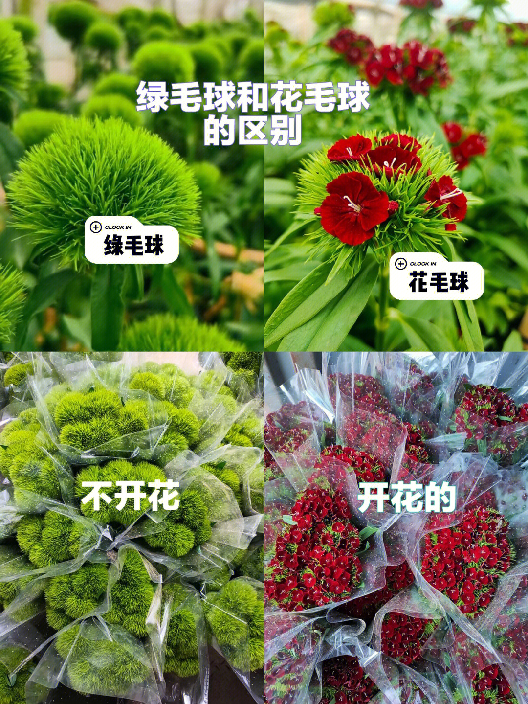 绿毛球和花毛球的区别