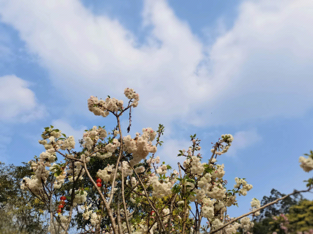 二龙山花园樱花图片