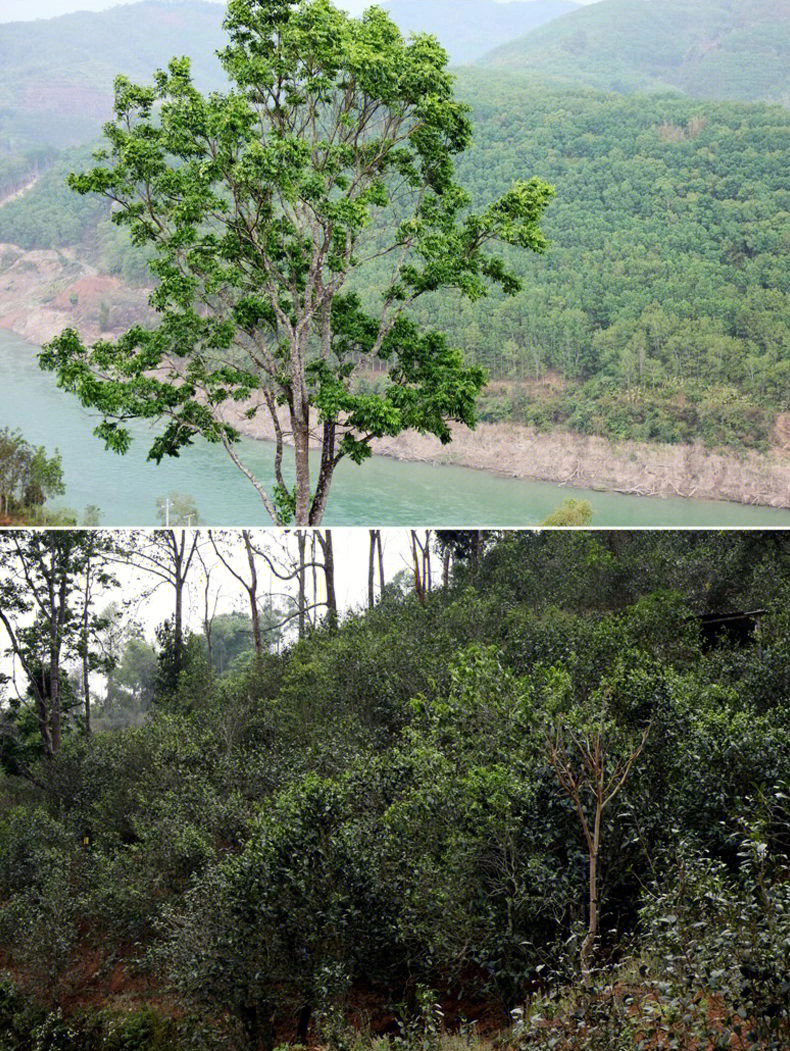 遍寻好茶,到了昔归古茶园,你就会发现"高山云雾出好茶"只是普洱茶树