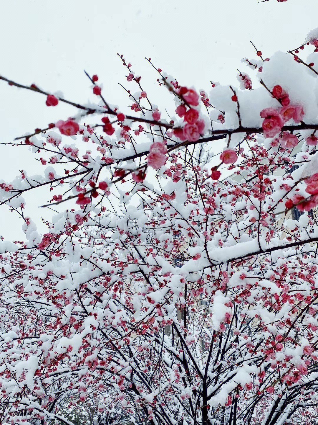 下雪了咏梅花