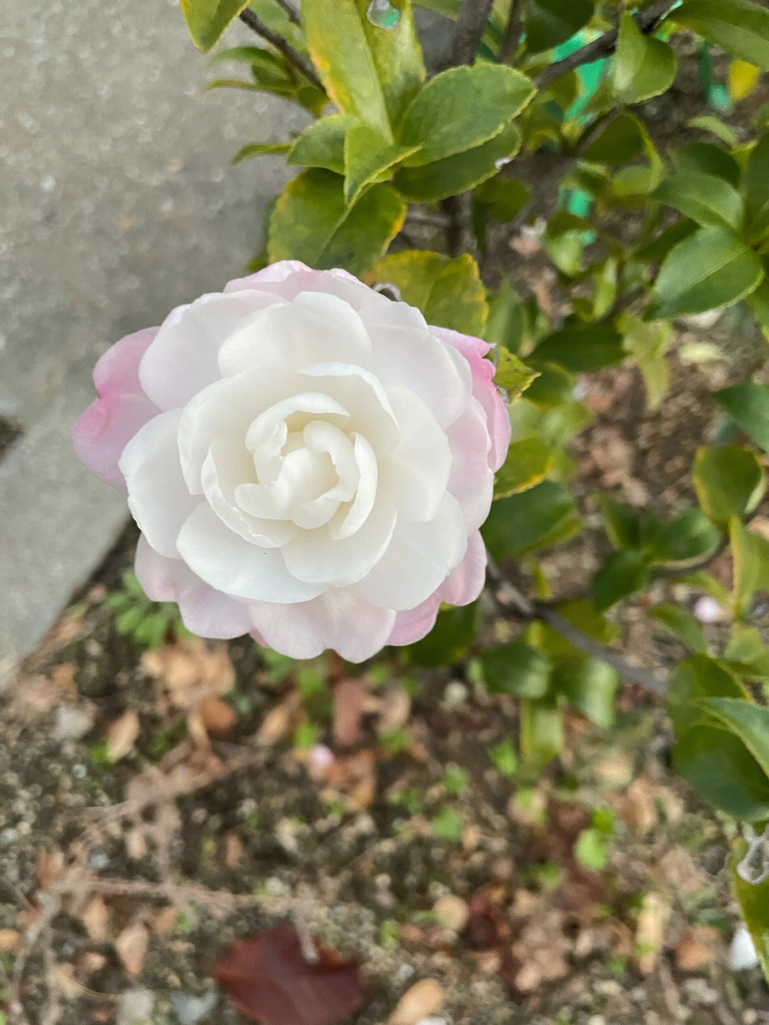 淡极始知花更艳我的椿花山茶花开了