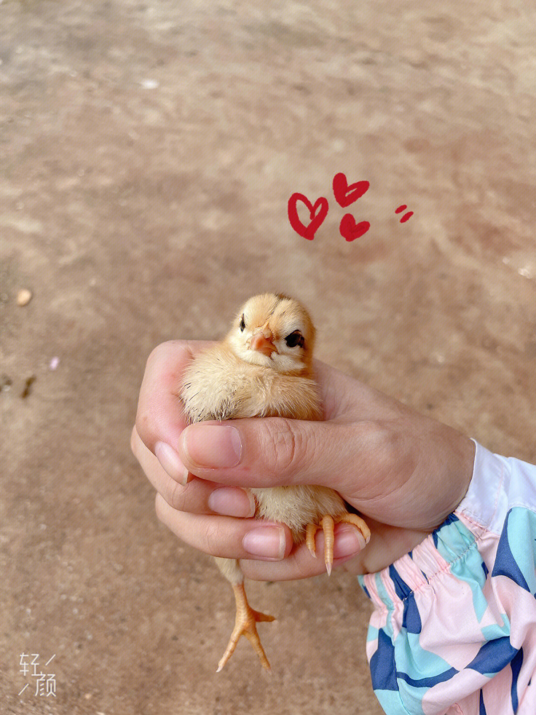 孩子小鸡小 正常图片