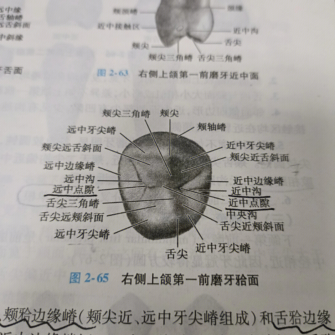 下颌尖牙解剖形态图图片