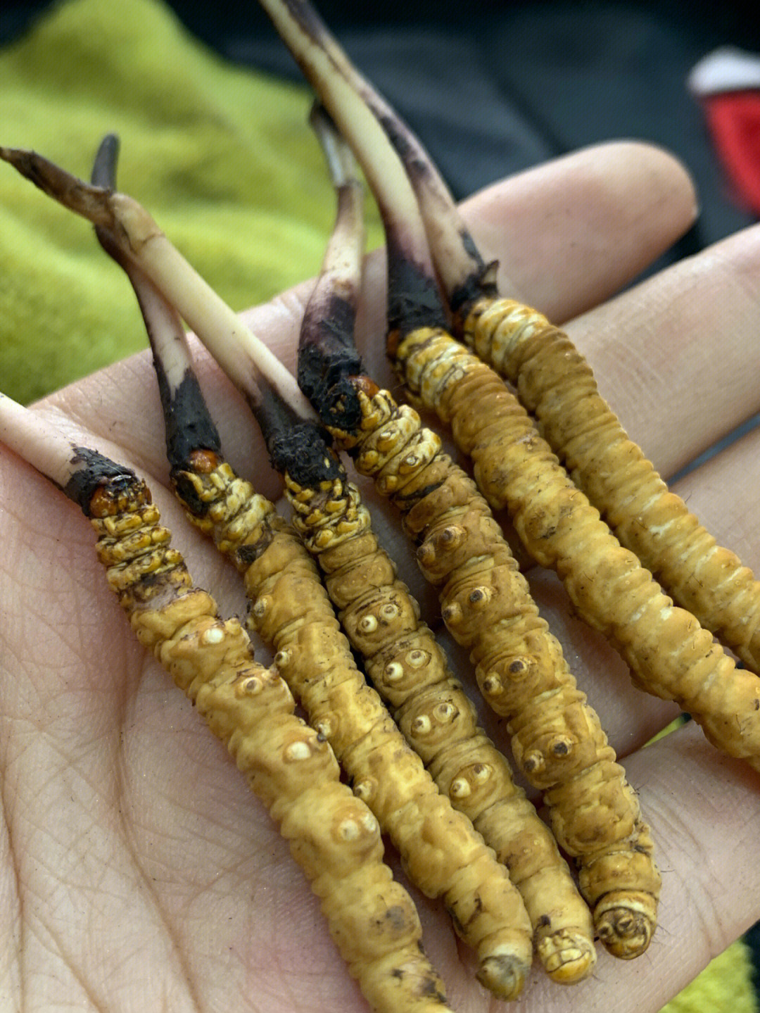 新鲜野生冬虫夏草