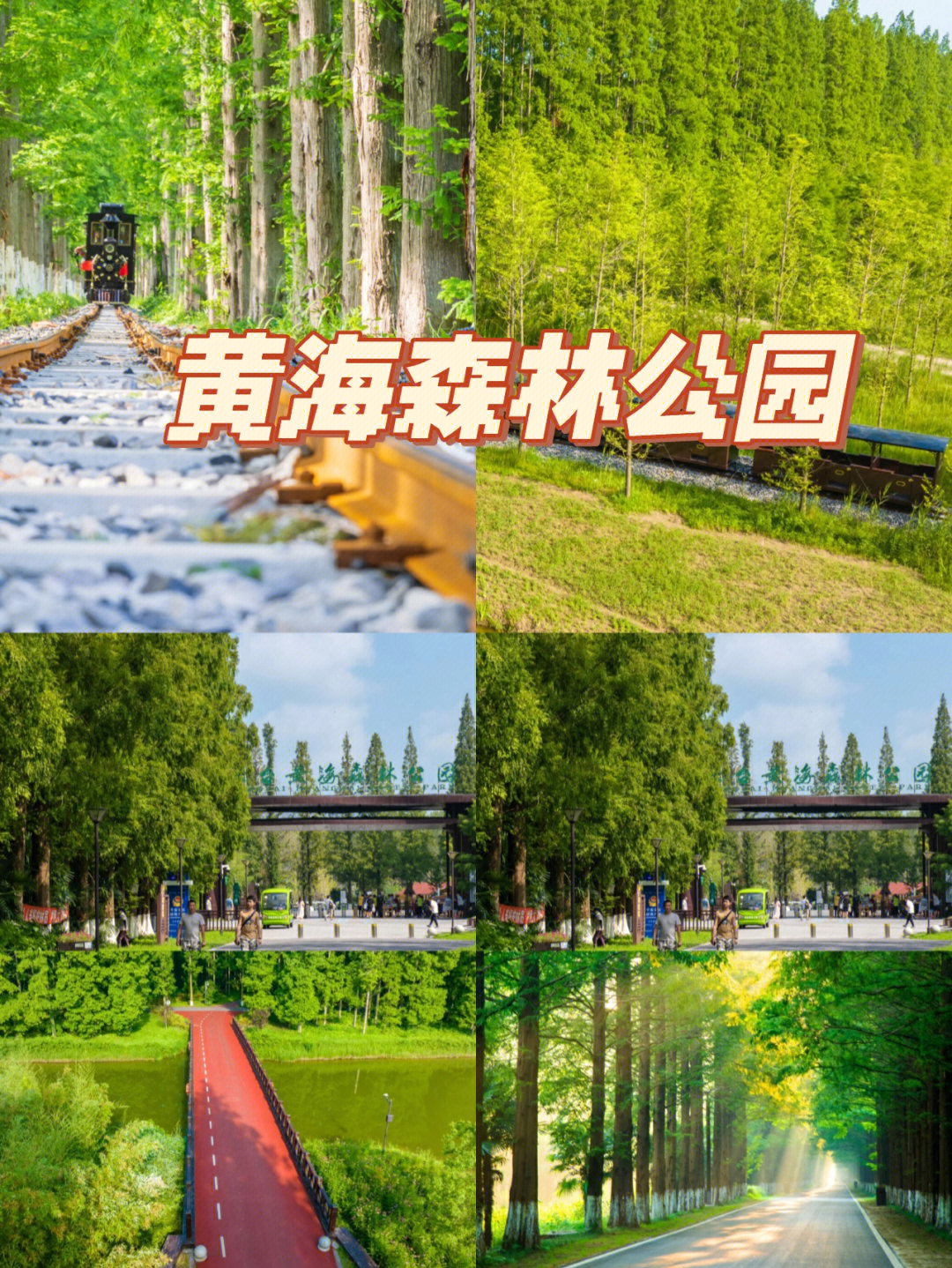 东台黄海森林公园班车图片