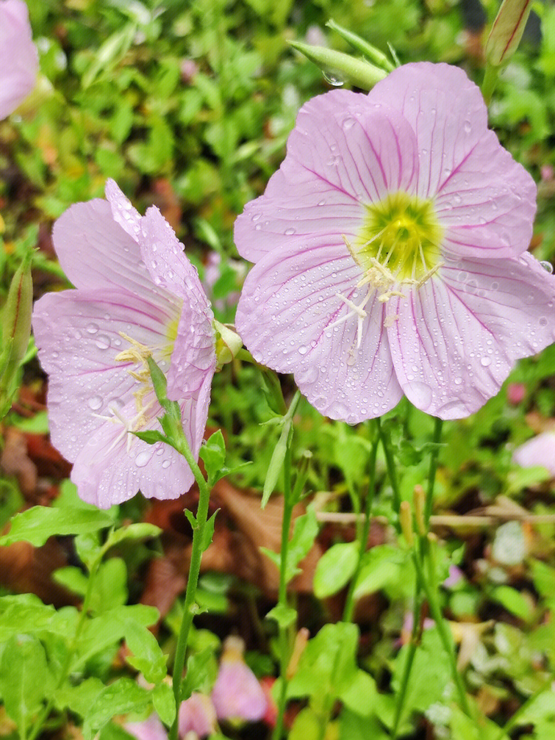 美丽月见草