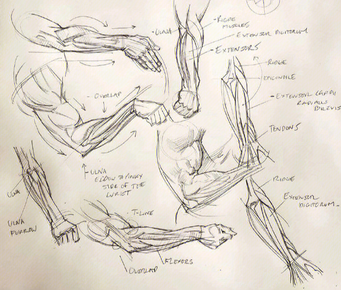 艺术家乔希布莱克人体结构素描研究