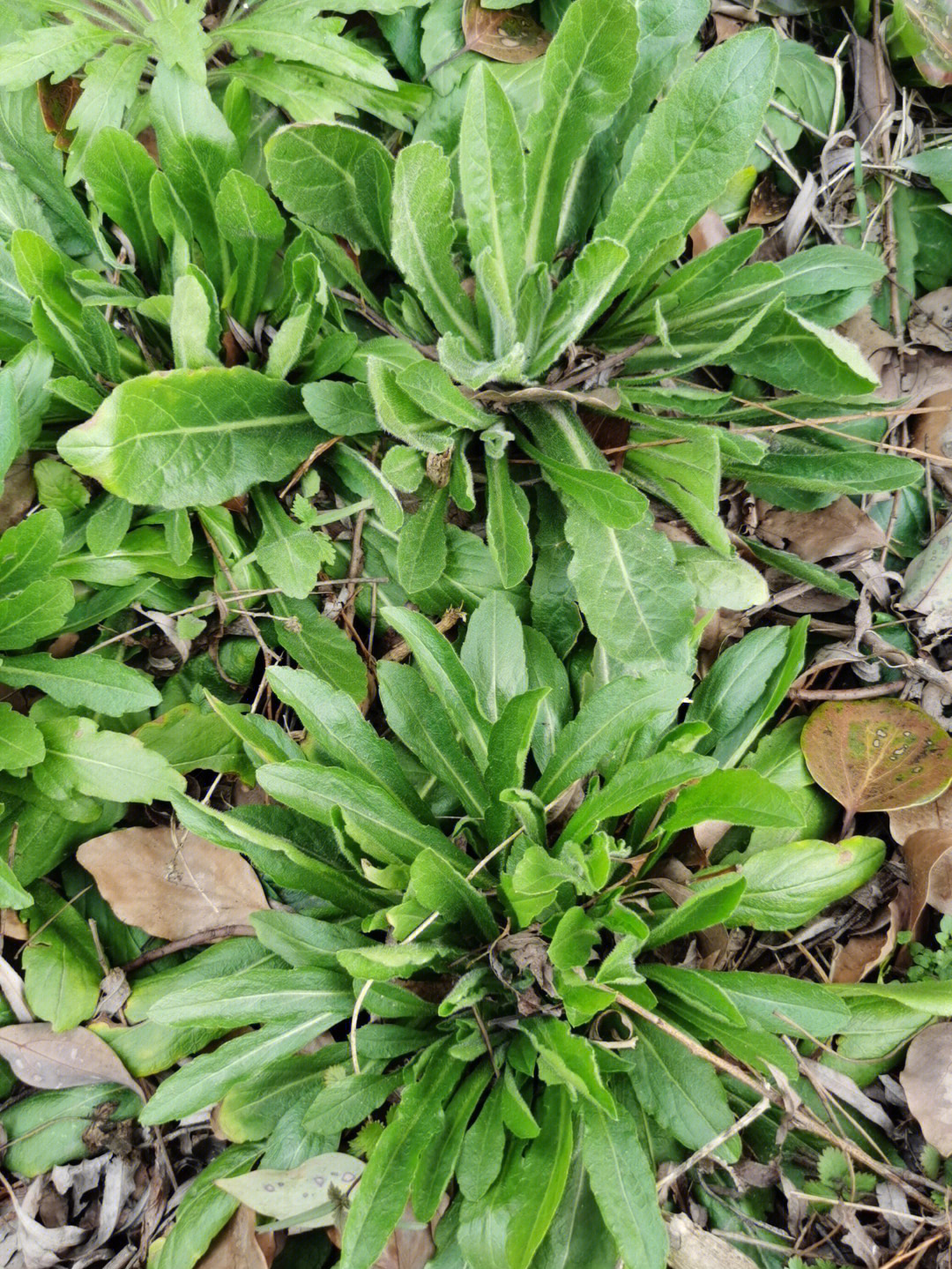 河边野草的图片和名称图片