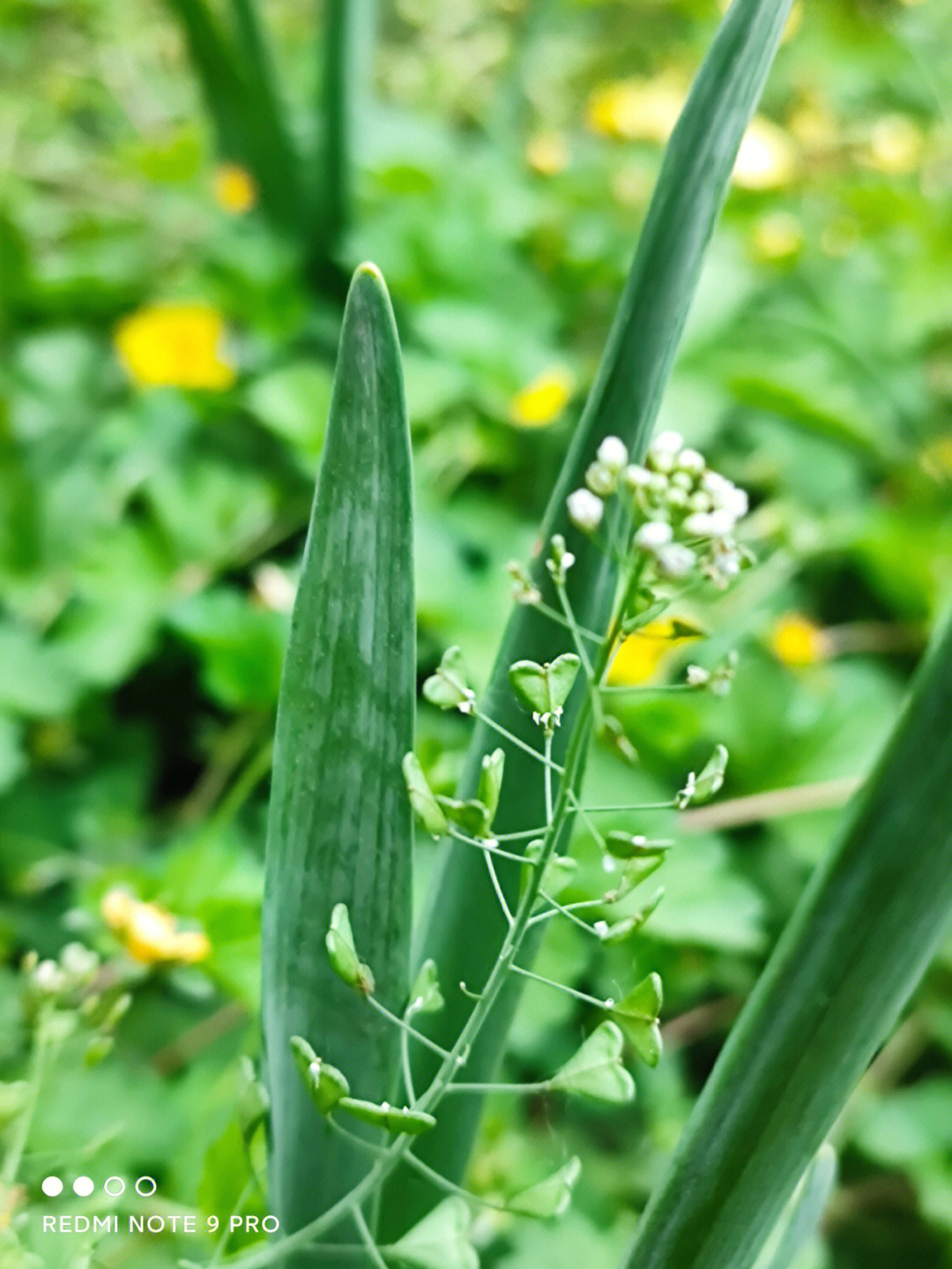 荠菜角果图片