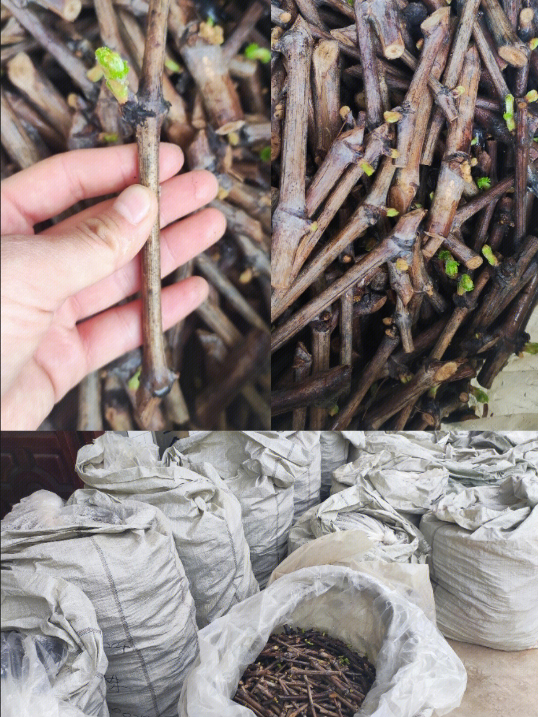 装袋封存了几个月的葡萄枝条已经发芽,泡好生根粉扦插种植